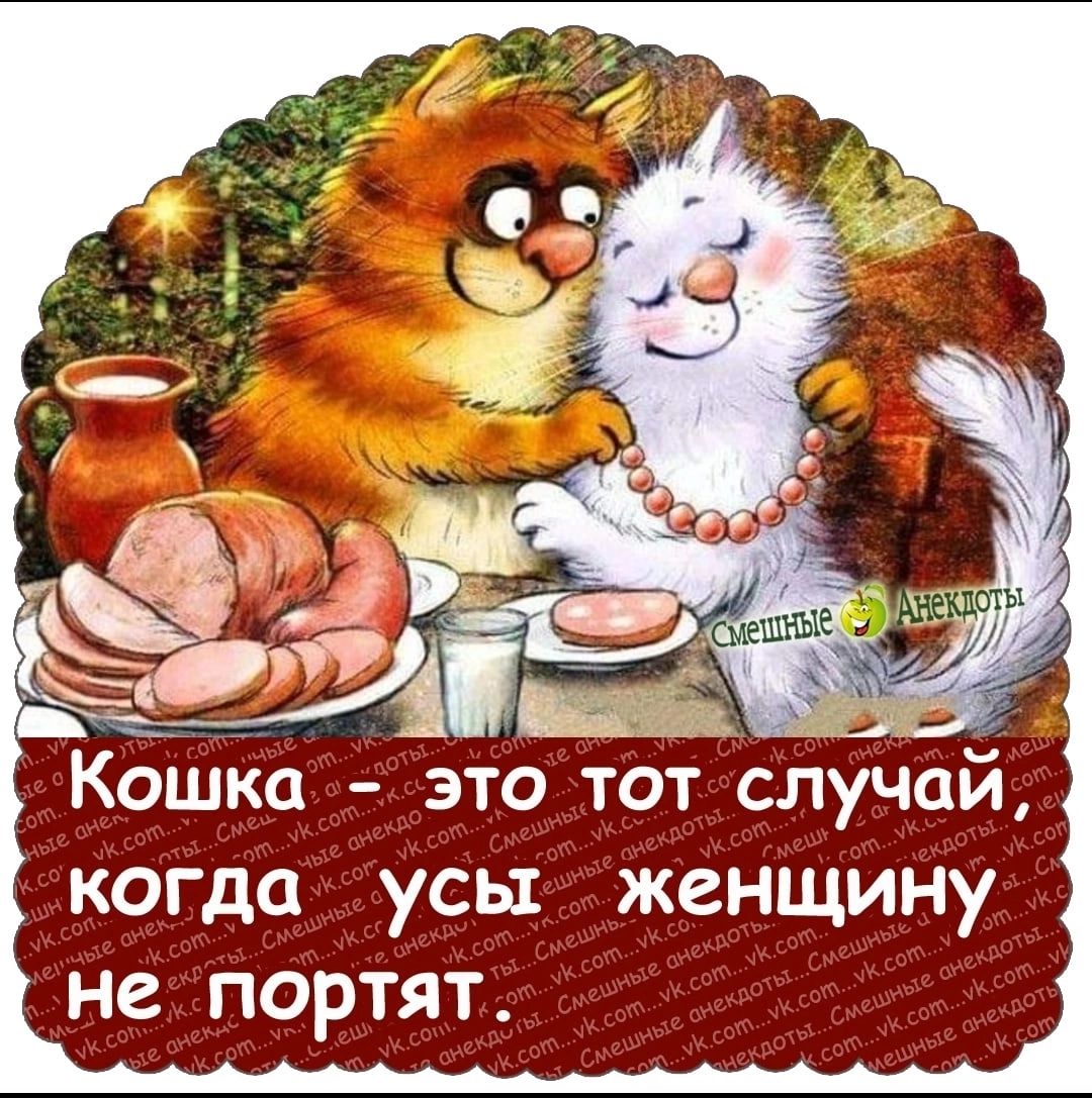 КОШКО ЭТО ТОТ случай когда усы женщину не портят