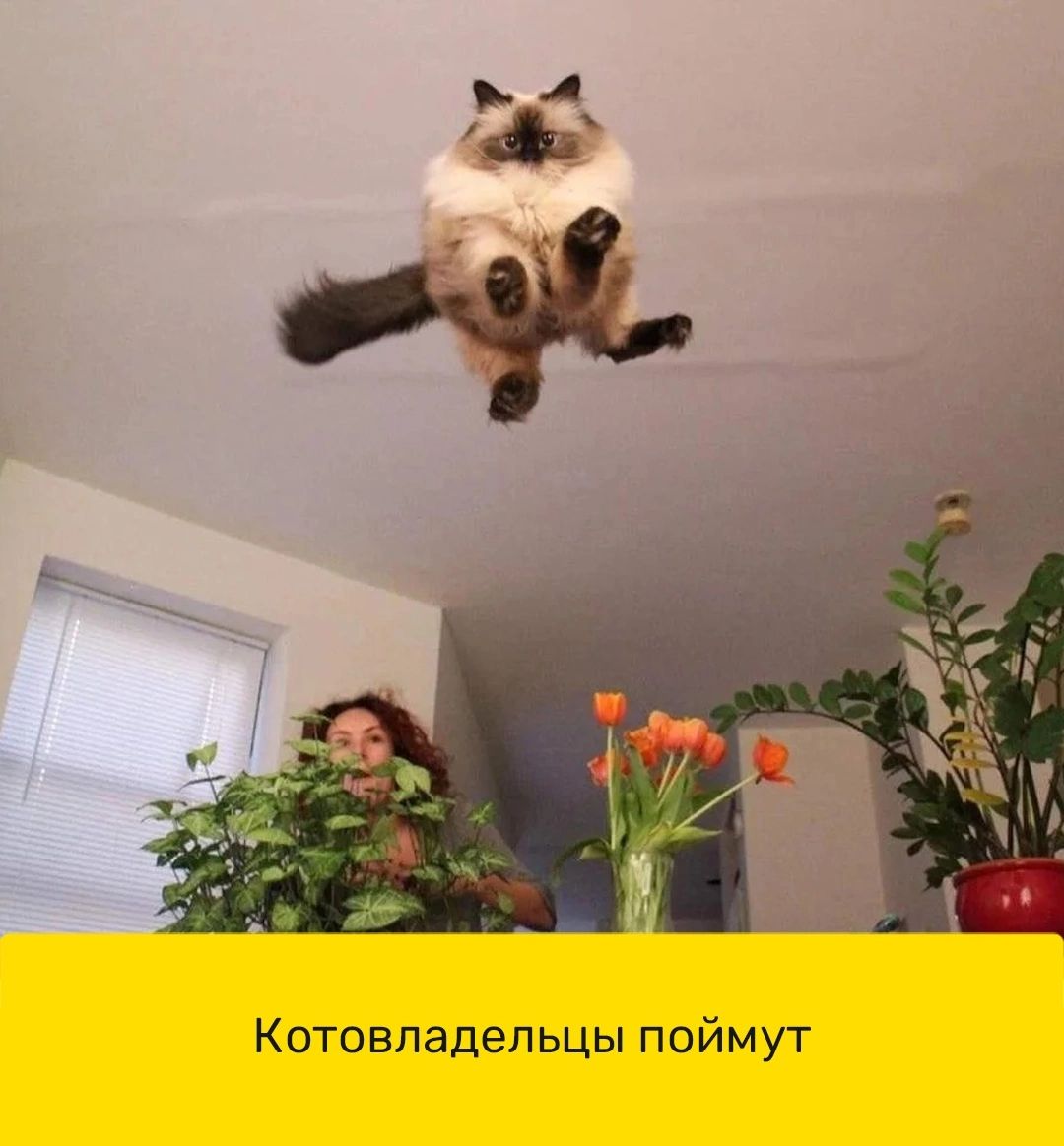 Котовладепьцы поймут