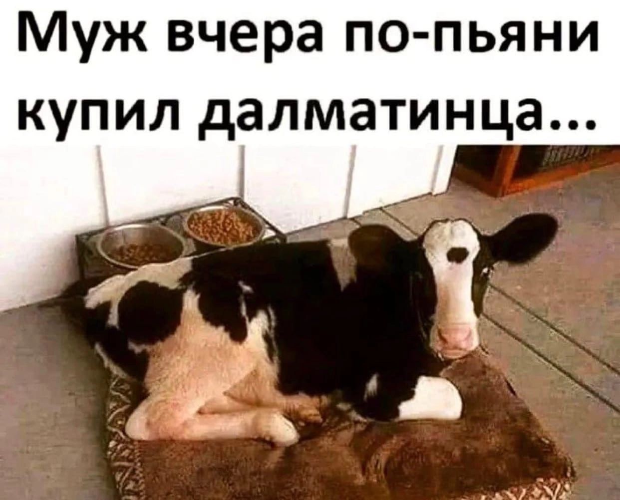 Муж вчера по пьяни купил далматинца