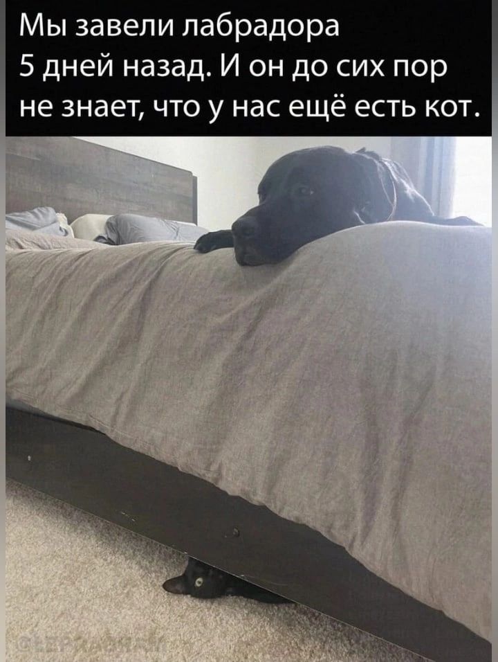 Мы завели лабрадора 5 дней назад И он до сих пор не знает что у нас ещё есть кот