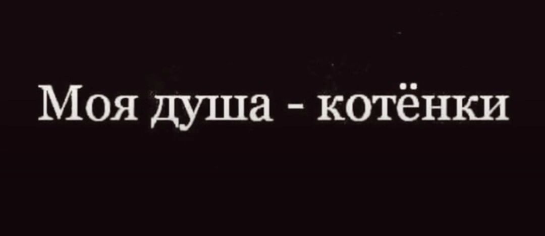 Моя душа котёнки