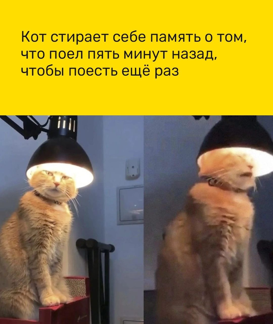 Кот стирает себе память о том что поел пять минут назад чтобы поесть ещё раз