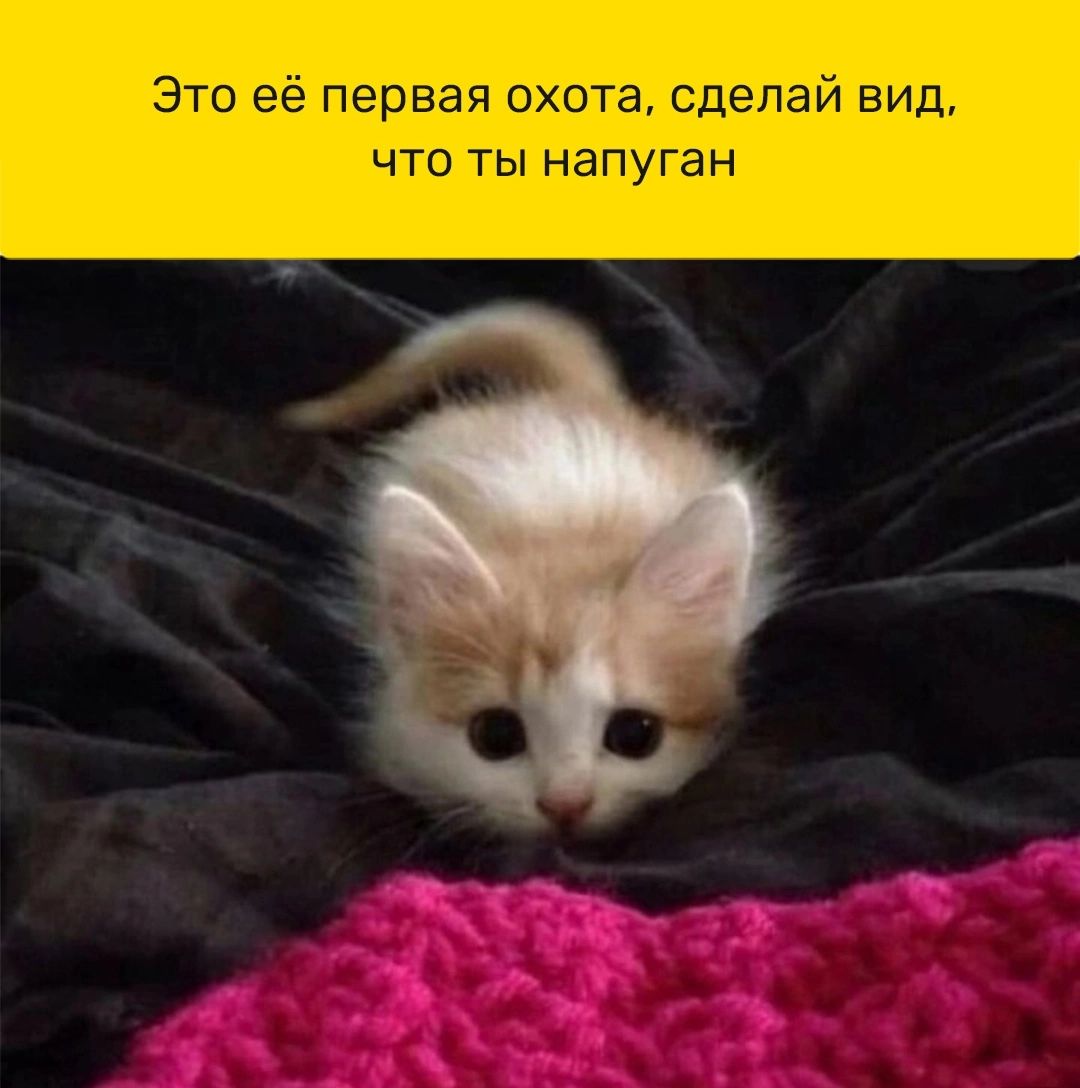 что ты н