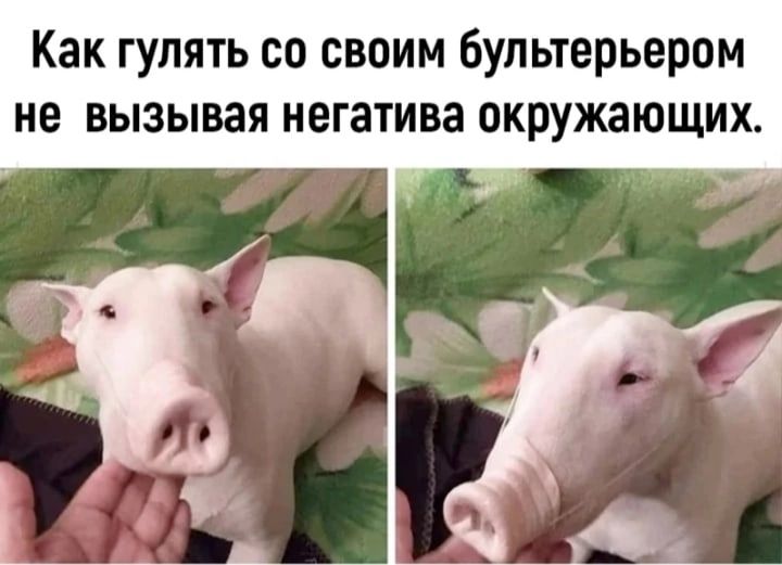 Как гулять со своим Бультерьером не вызывая негатива окружающих