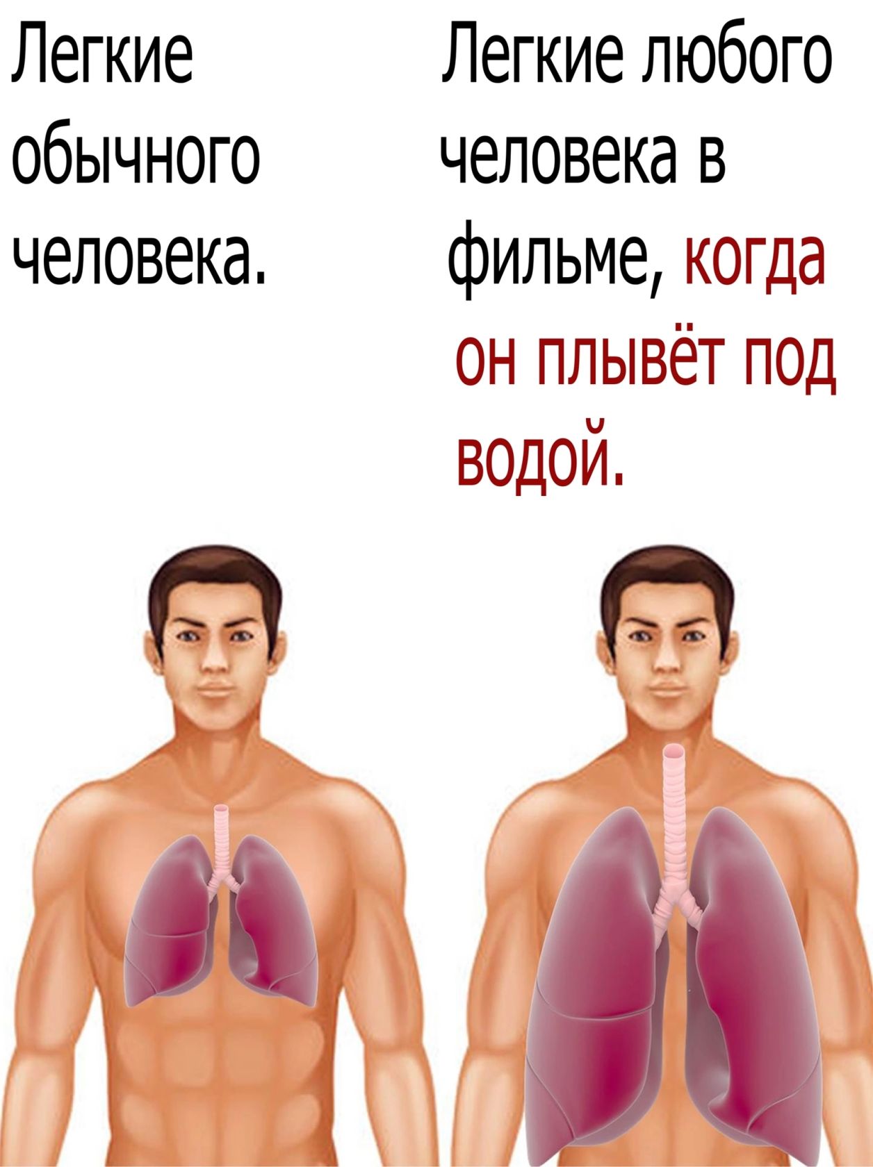 Легкие Легкие любого обычного человека в человека фильме когда он плывёт под водой і С ё