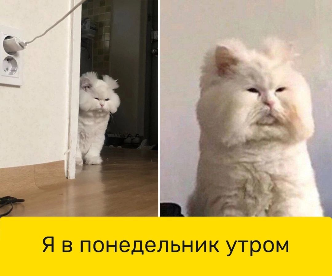Я в понедельник утром