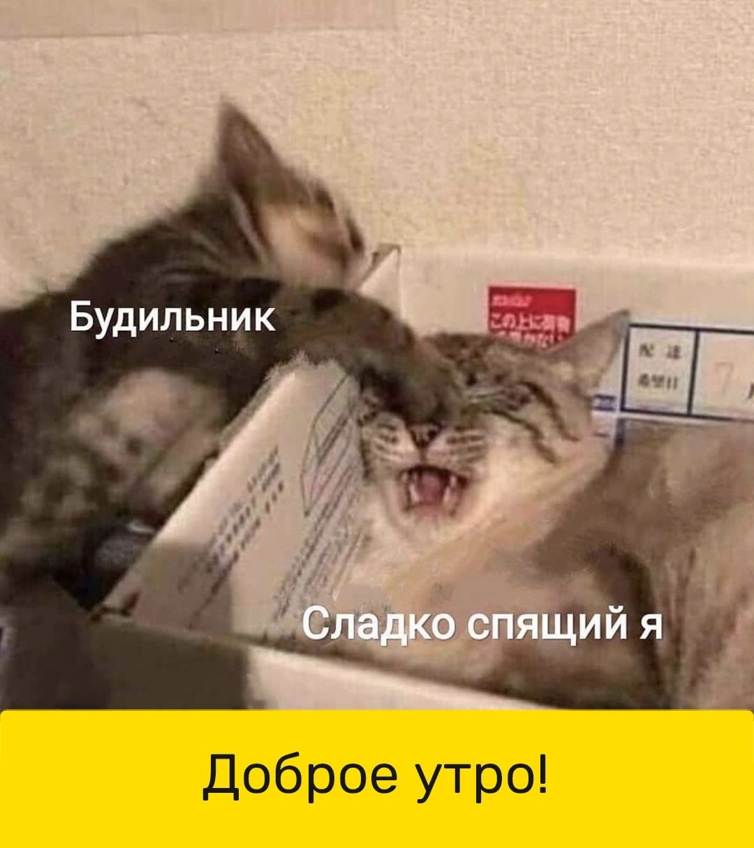 Доброе утро