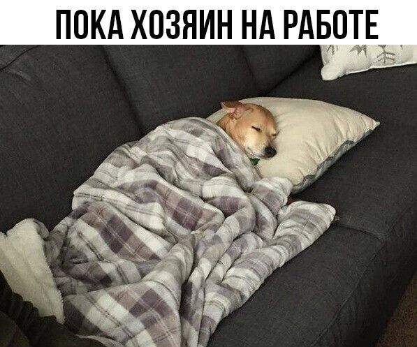 ПОКА ХОЗЯИН НА РАБОТЕ