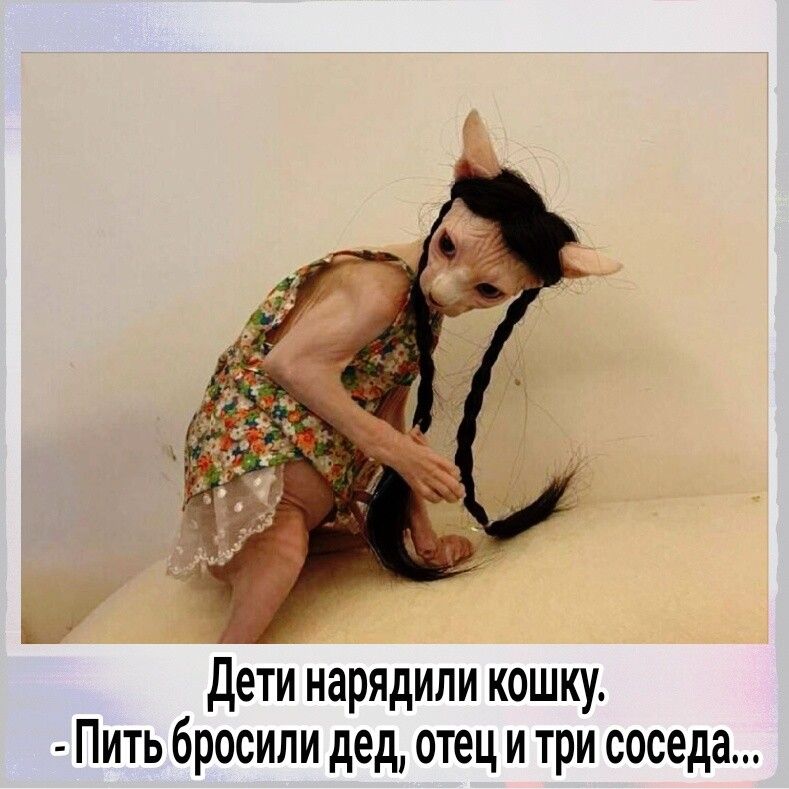 дети нарядили кошку Пить бросили дед отец и три соседа
