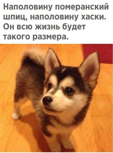 Наполовину померанский шпиц наполовину хаски Он всю жизнь будет такого размера