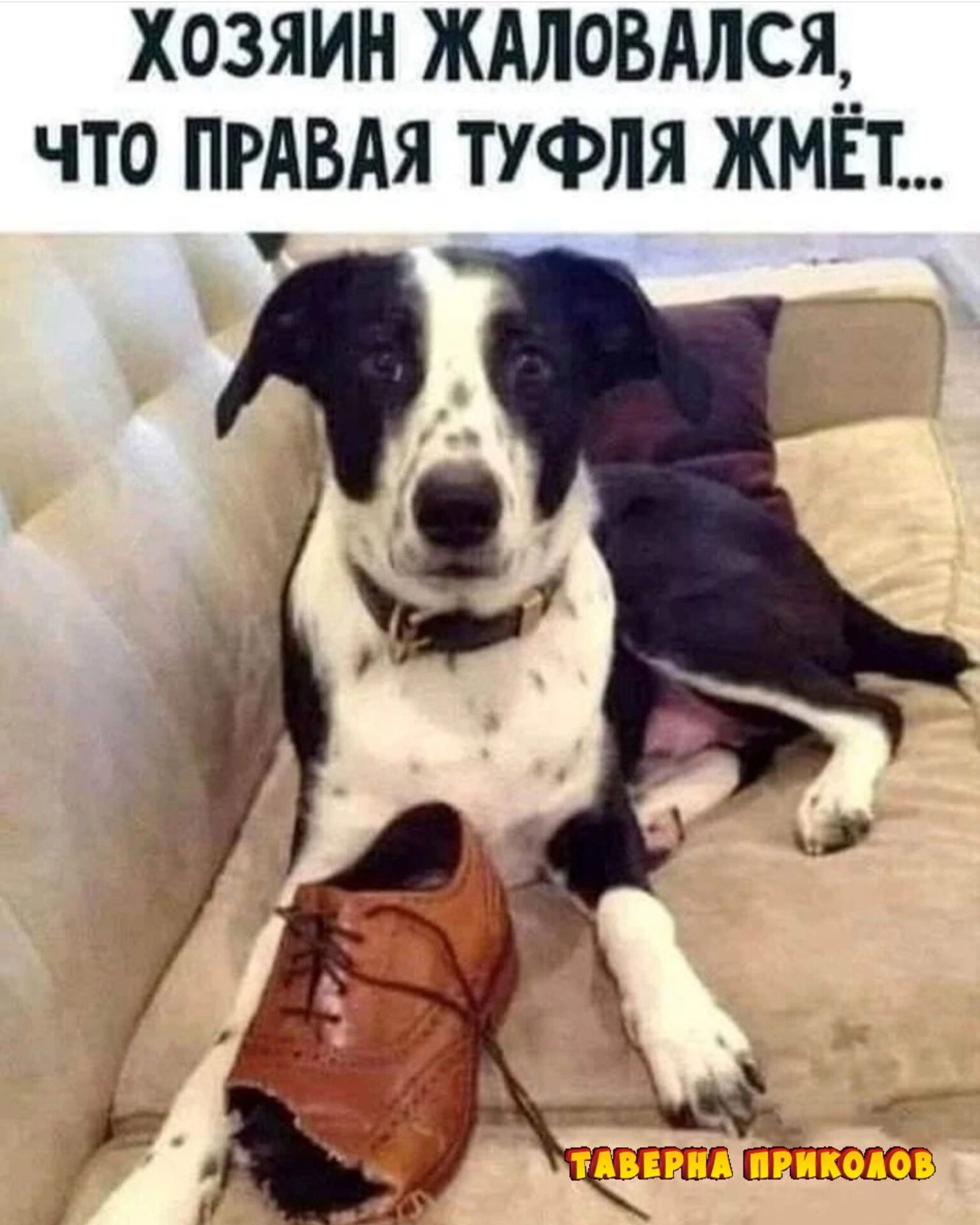ХОЗЯИН ЖАЛОБАЛСЯ