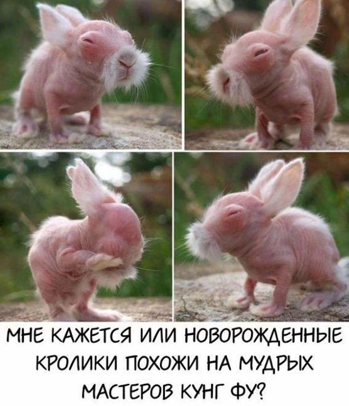 _ 44 МН КАЖЕТСЯ Или новорожденные кролики похожи НА мудрьж мдстеггов кунг ФУ
