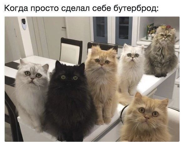 Когда просто сделал себе бутерброд