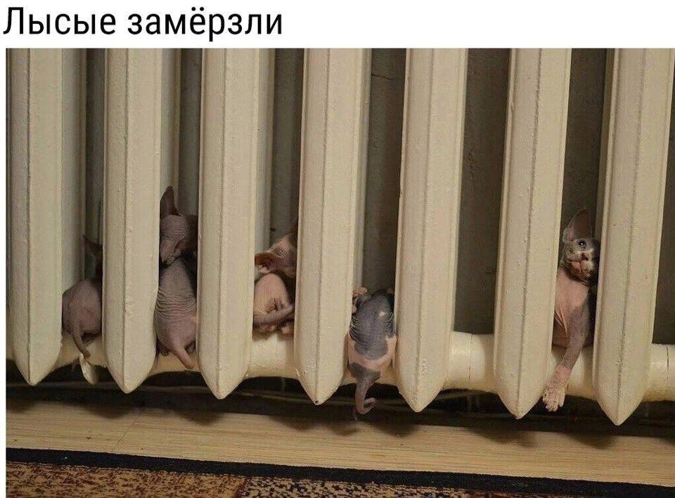 Лысые замёрзли
