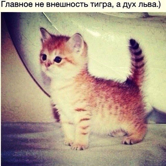 Главное не внешность тигра а дух льва ___ _