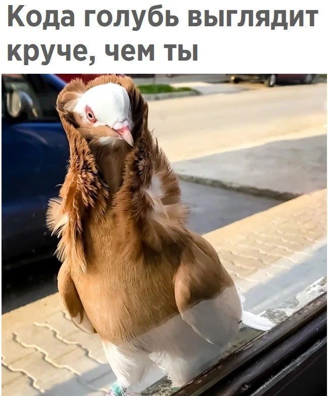 Кода голубь выглядит круче чем ты