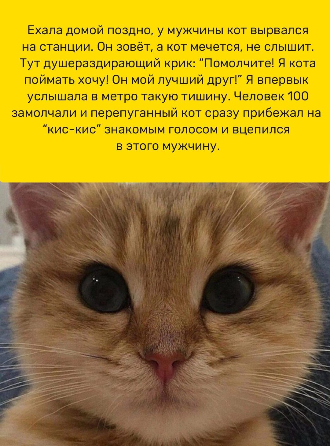 Ехала домой поэт ю у мужчины кот вырвался на станции Он зовет 3 кат мечется не слышит Тут душераздирающий крик Помолчите Я кота ппймать хочу Он мой лучший друг я апервык услышала в метро такую тишину Человек 100 замолчали и перепуганный кот сразу прибежал иа кисАкис знакомым голосом и вцепился в зтпго мужчину