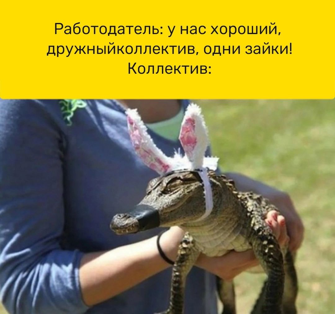 Работодатель у нас хороший дружныйкоппектив одни зайки Коллектив