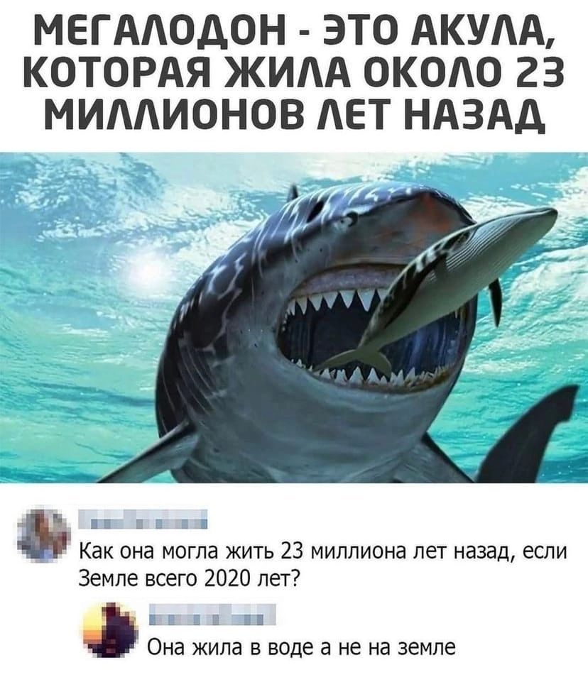 МЕГАЛОДОН ЭТО АКУЛА КОТОРАЯ ЖИЛА ОКОЛО 23 МИЛЛИОНОВ ЛЕТ НАЗАД Как она могла жить 23 миллиона лег назад если Земле всего 2020 пет Она жила в воде а не на земле
