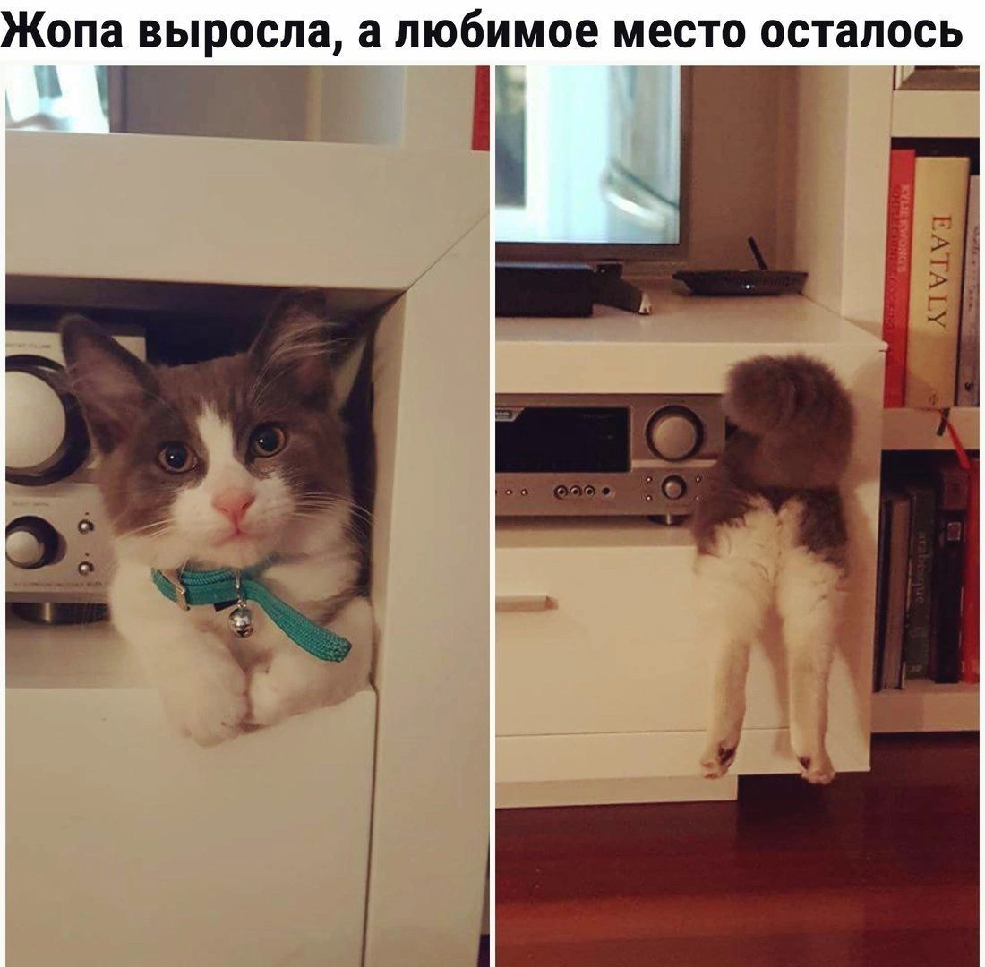 ЖОПЗ выросла а любимое МЕСТО осталось _ іі _