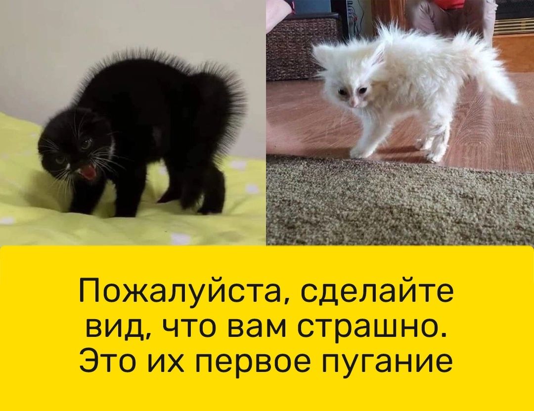 Пожалуйста сделайте видчто вам страшно Это их первое пугание