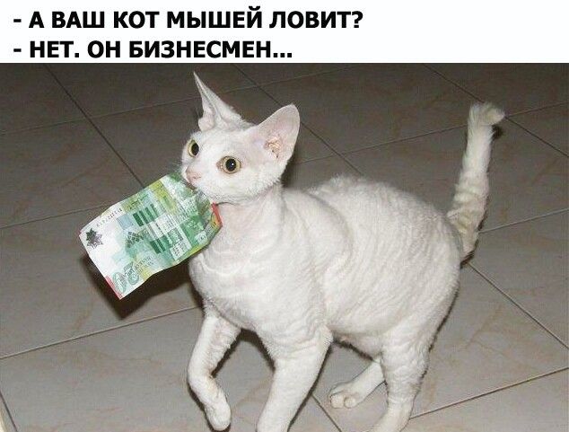 А БАШ КОТ МЫШЕЙ ПОВИТ НП ОН БИЗНЕСМЕН
