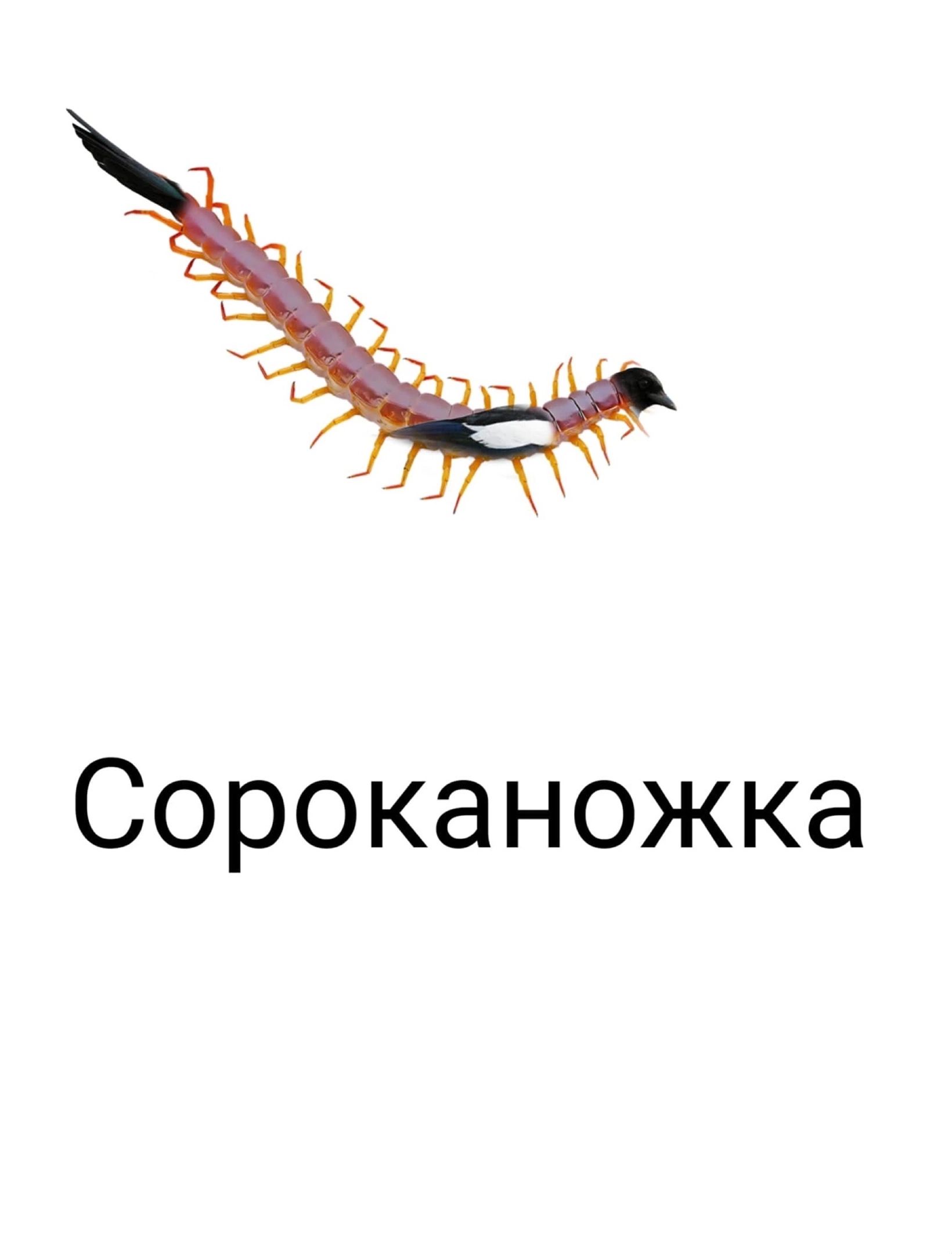 Сороканожка