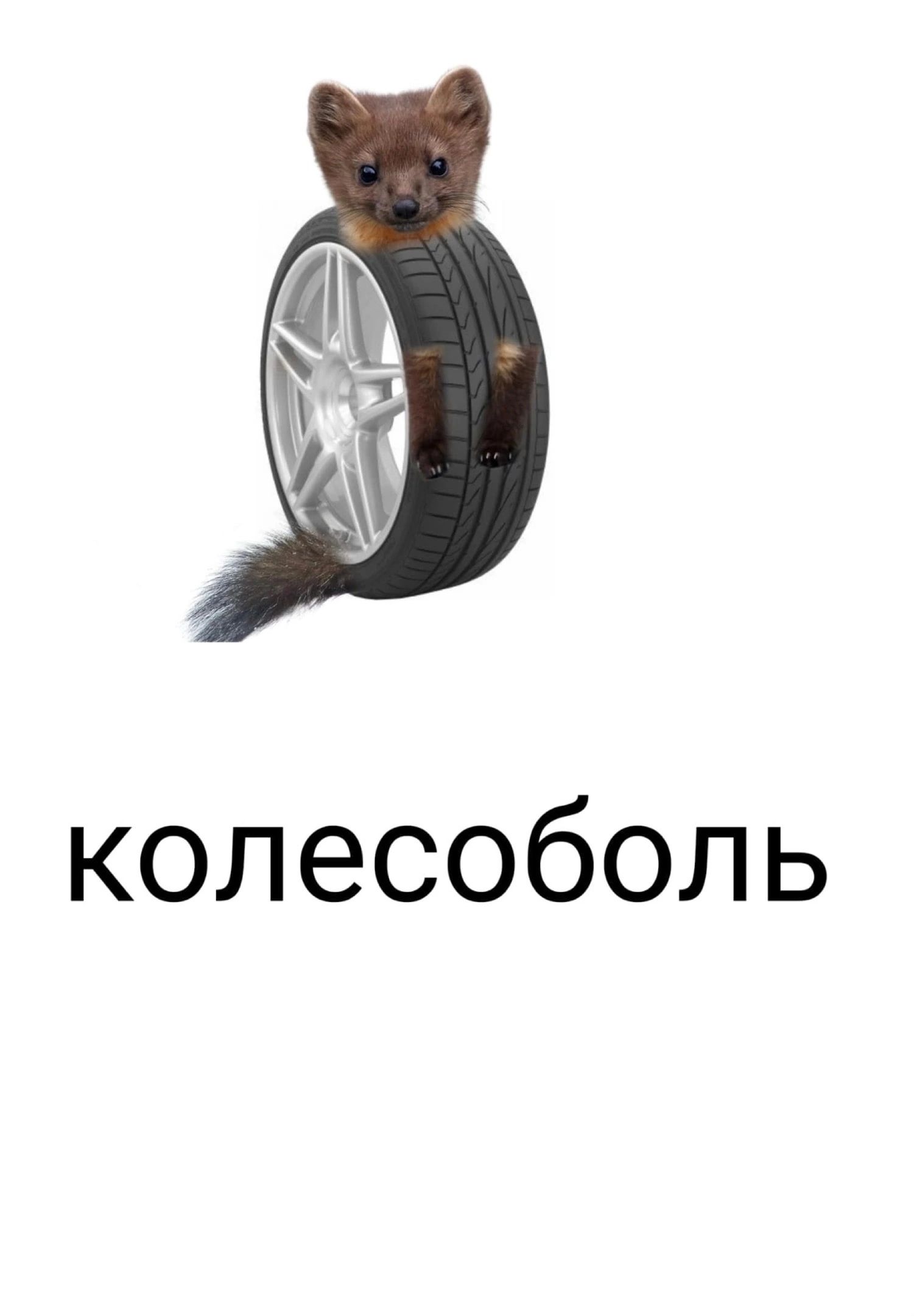 колесоболь