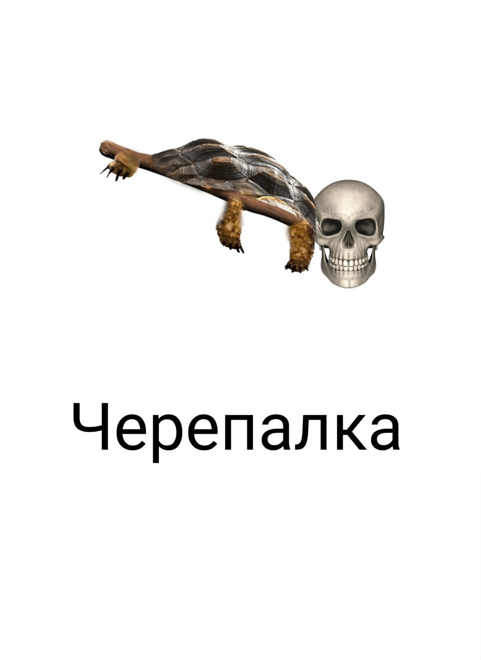 Черепалка