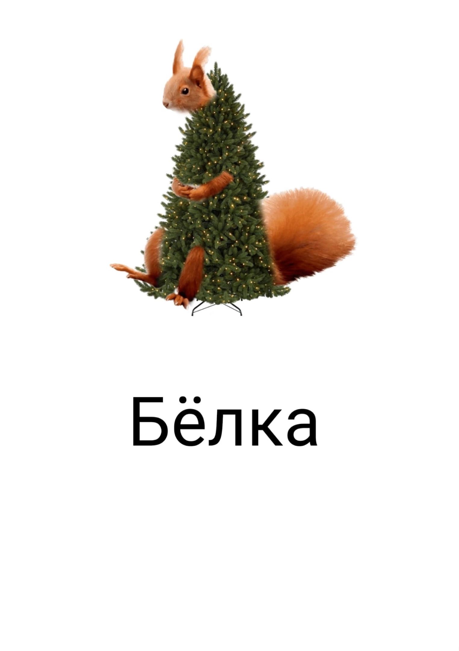 Бёлка