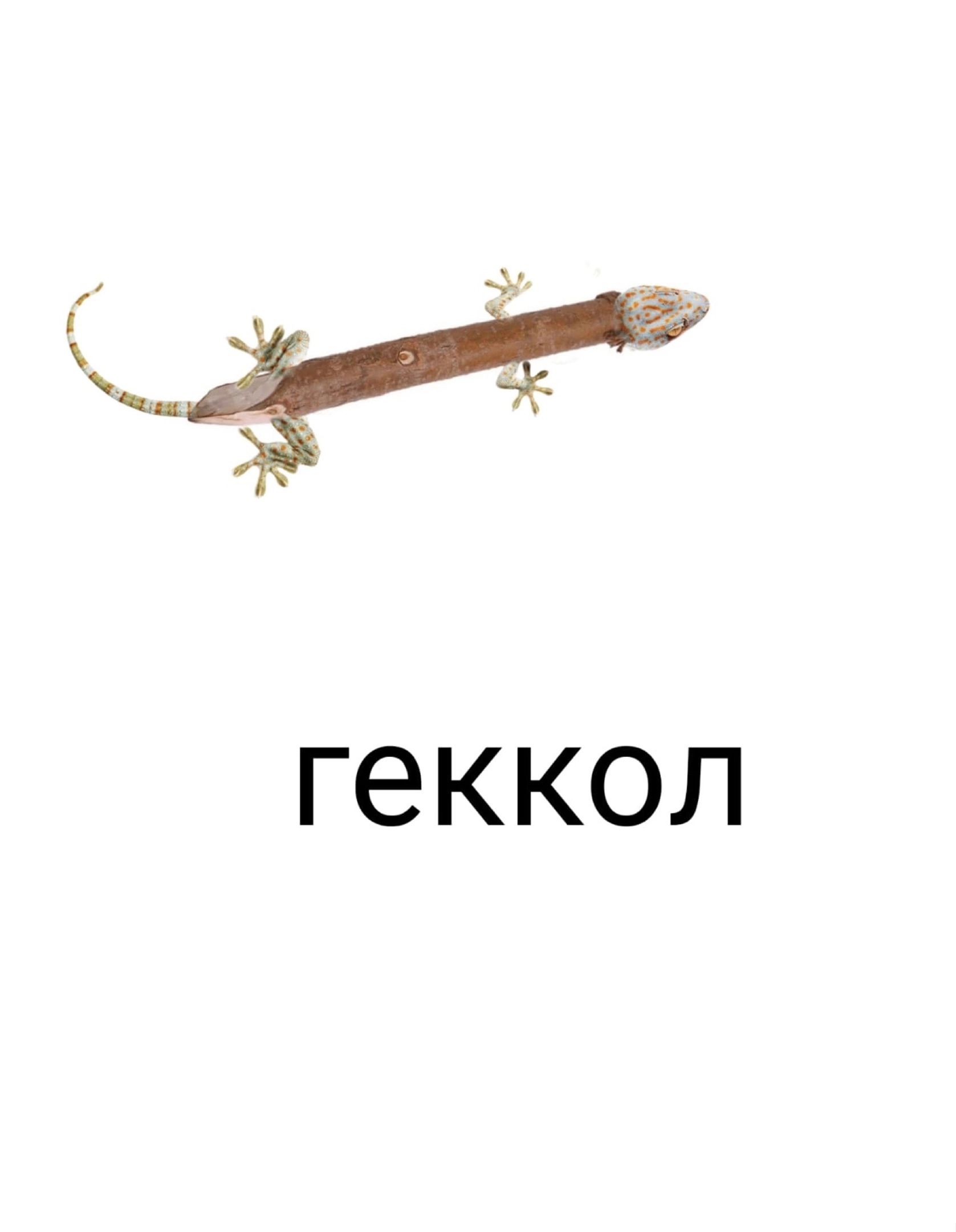 ге ККОЛ