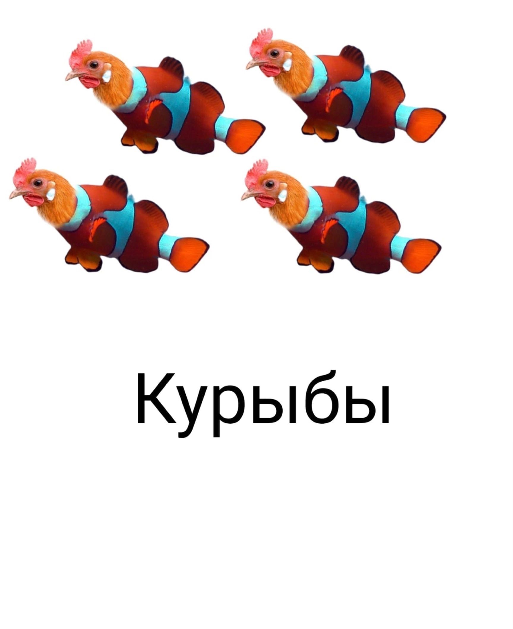 ЖЖ Курыбы