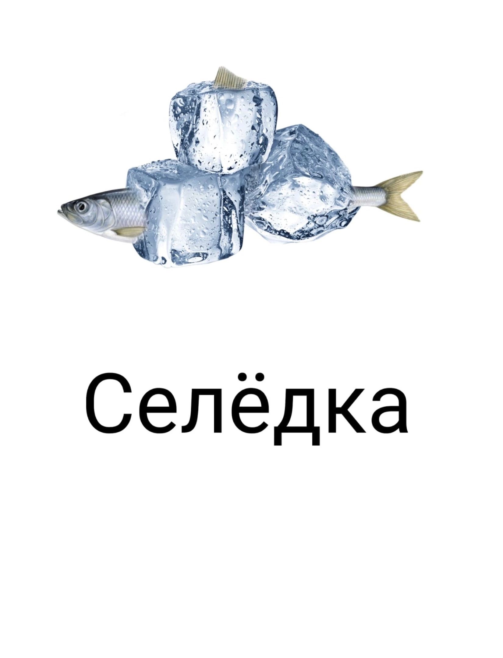 Селёдка
