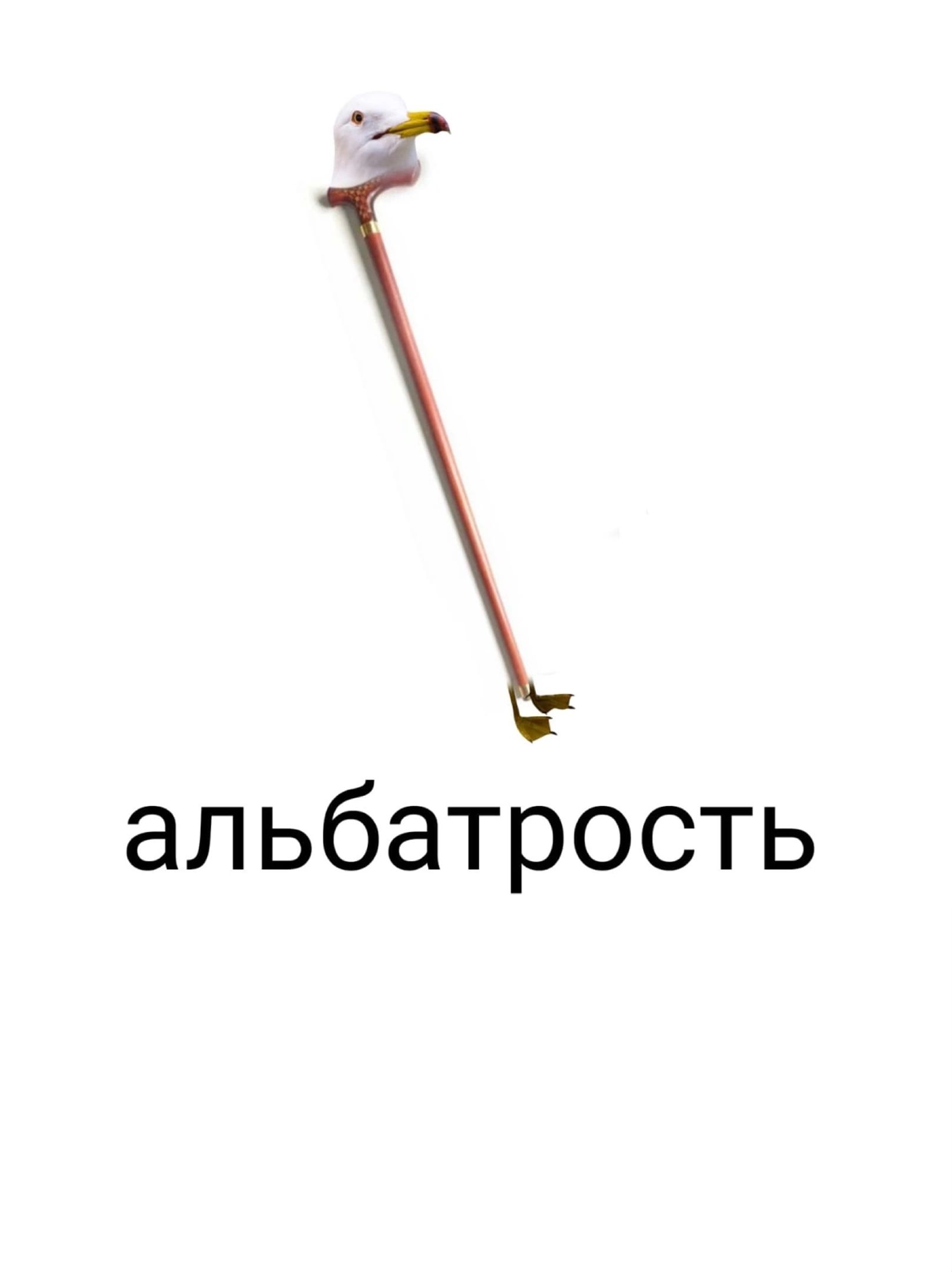 альбатрость