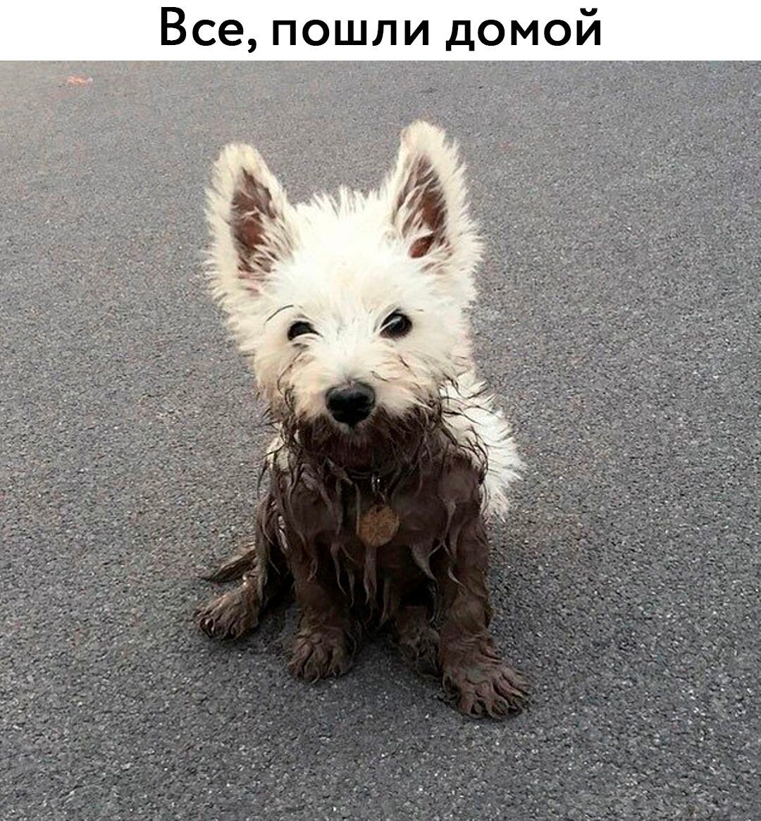 Все пошли домой