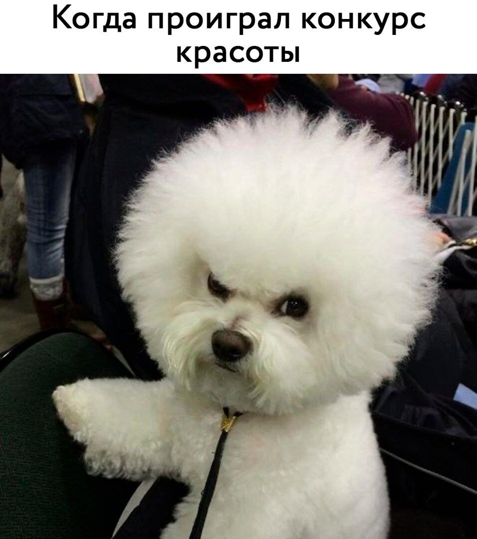 Когда проиграл конкурс красоты