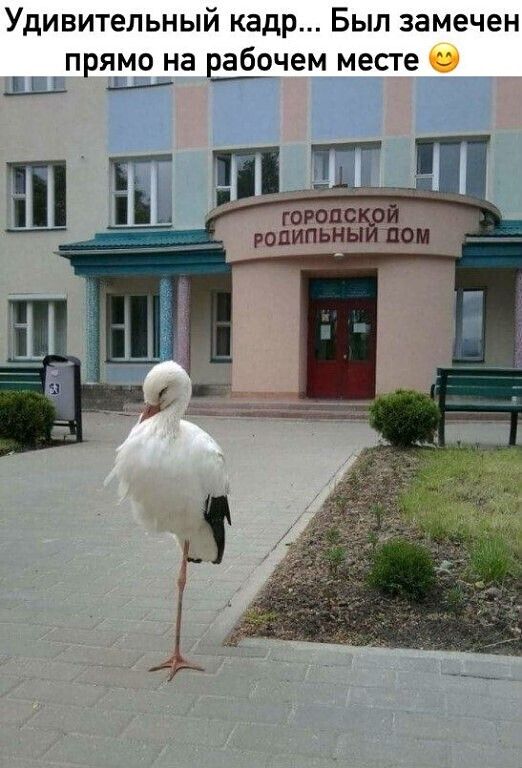 Удивительный кадр Был замечен прямо на рабочем месте Щ Ц