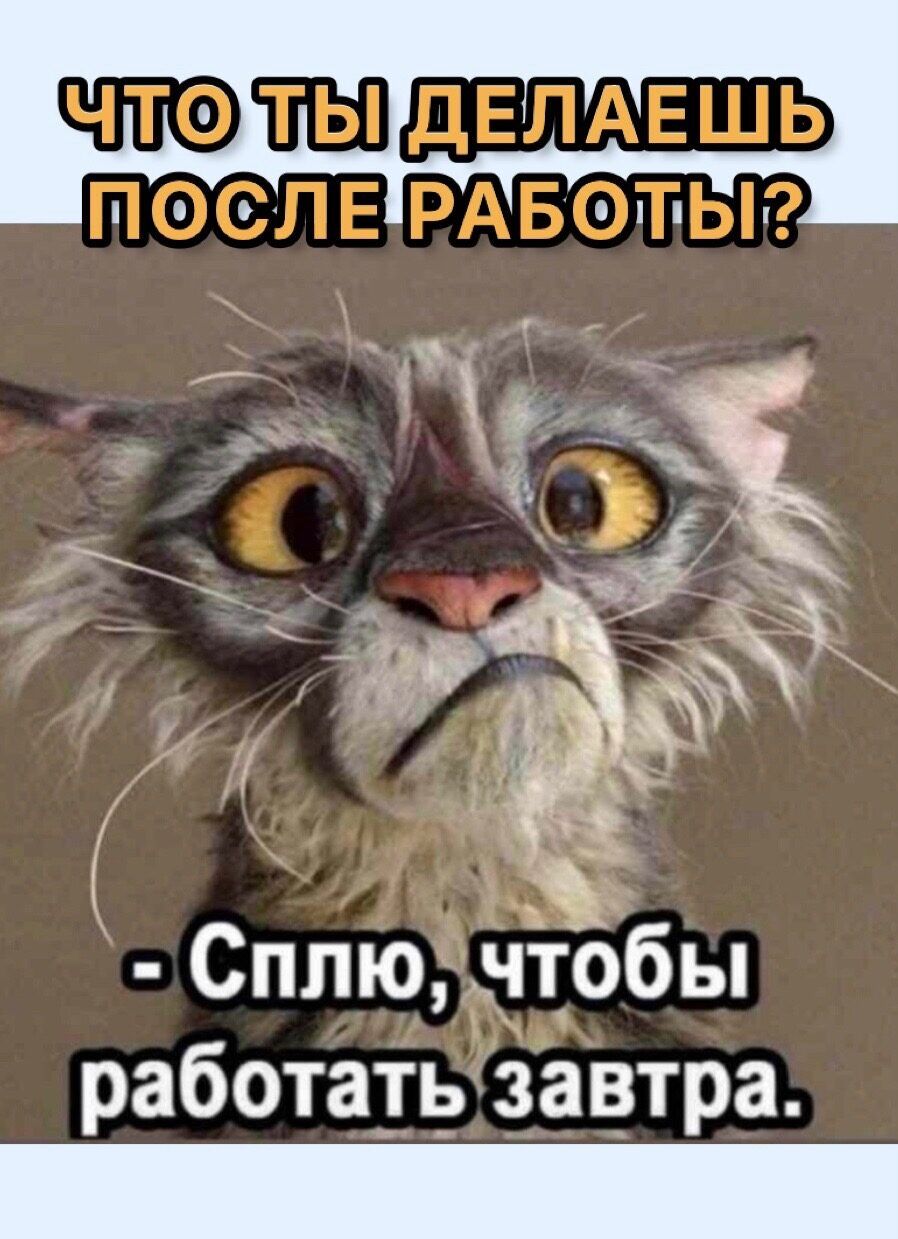 т Сплю нтобы работать завтра