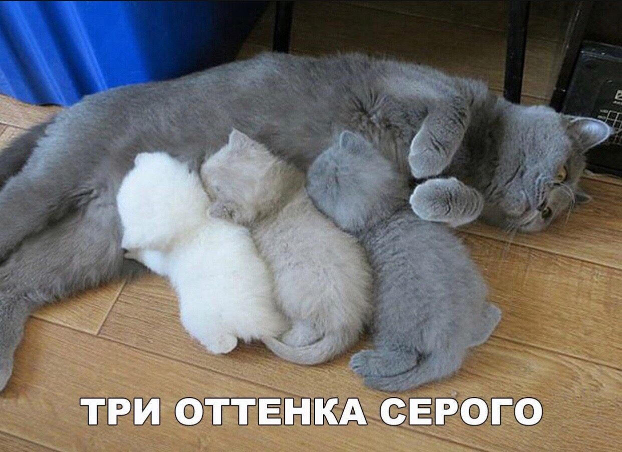 ве ТРИ ОТТЕНКА СЕРОГО