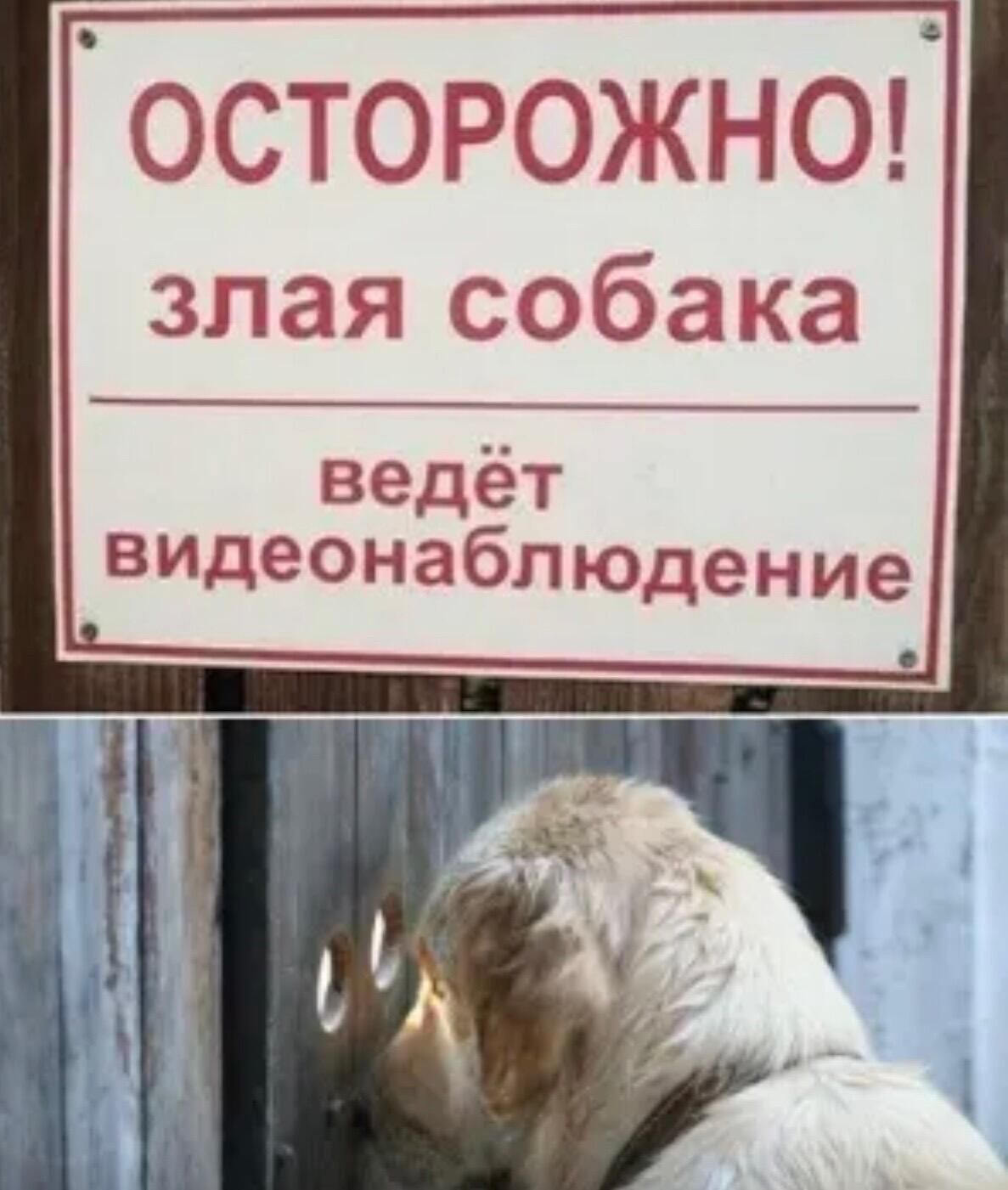 Осторожно злая собака ведёт видеонаблюдение