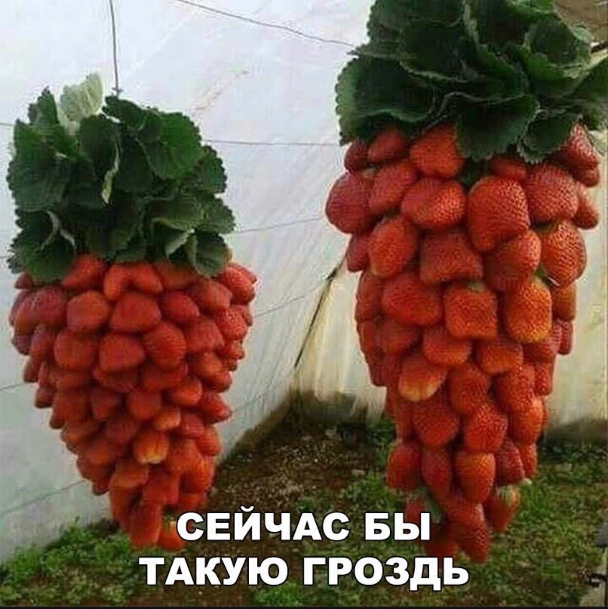 СЕ Й ЧАС БЫ ТАКУЮ ГРОЗДЬ