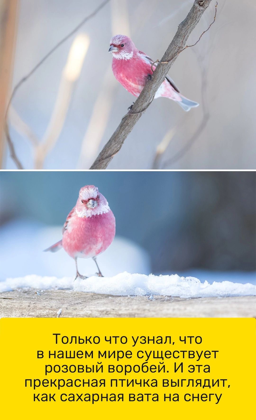 ТОЛЬКО ЧТО узнал ЧТО в нашем мире существует розовый воробей И эта прекрасная птичка выглядит как сахарная БЭТЗ на снегу