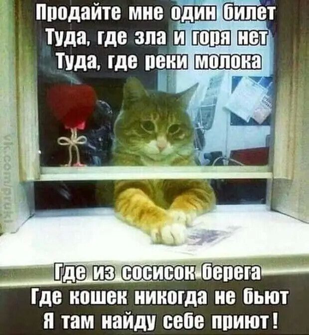 Пппдайте мне один Пипет Туда где апа и туда где пени __ де кошек никогда не бьют там иаиди себе ппиют