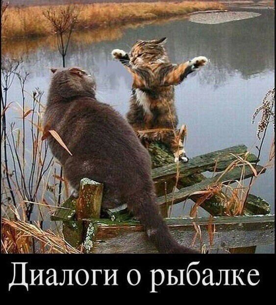 в алке тц Диалоги о рыб