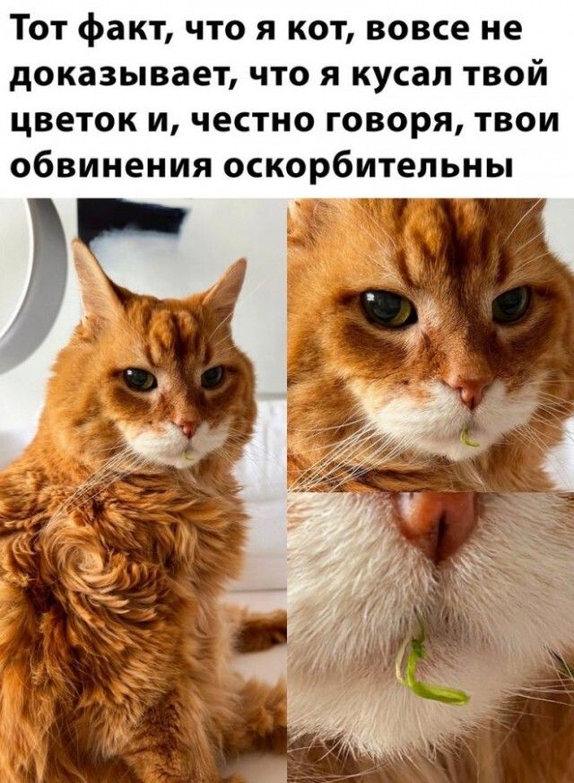 Тот факт что я кот вовсе не доказывает что я кусал твой цветок и честно говоря твои обвинения оскорбительны