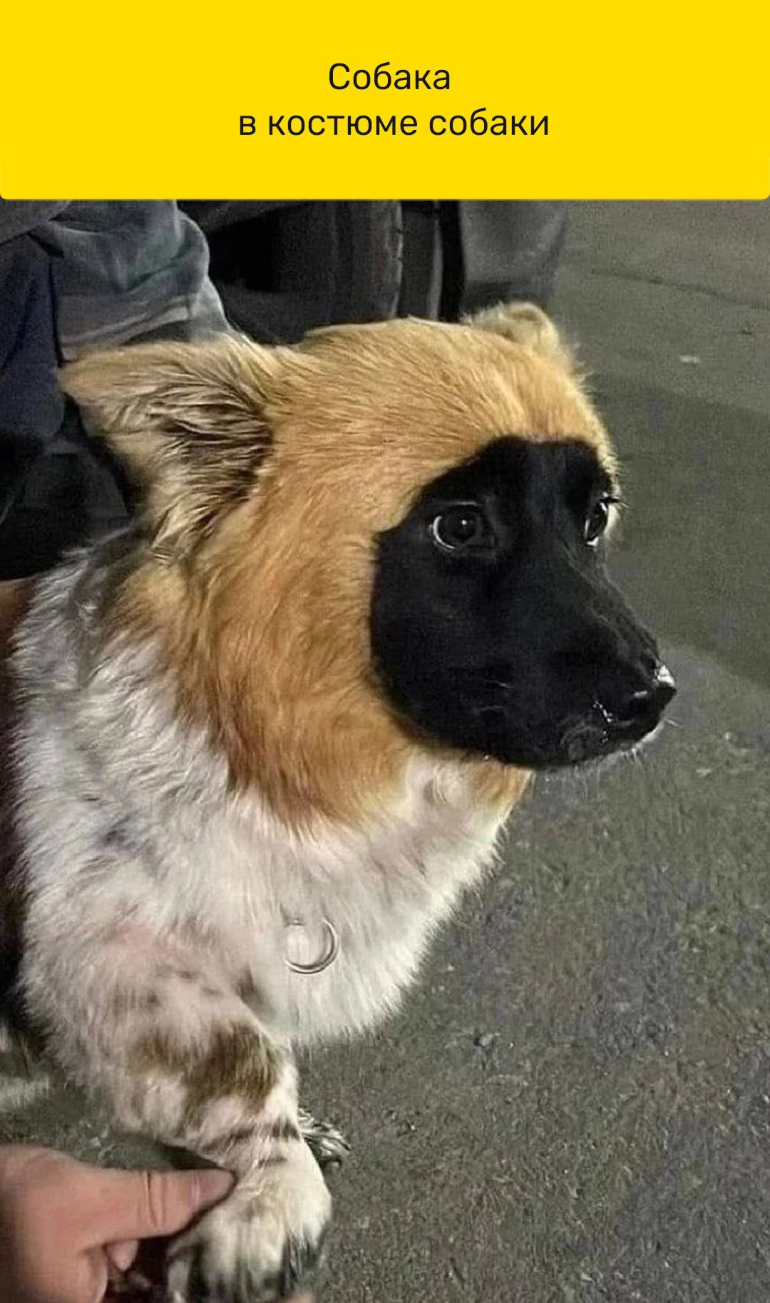 Собака в костюме собаки