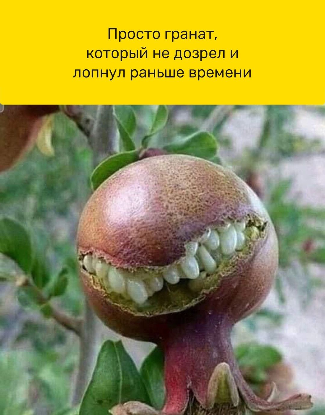 Просто гранат который не дозрел и попнуп раньше времени