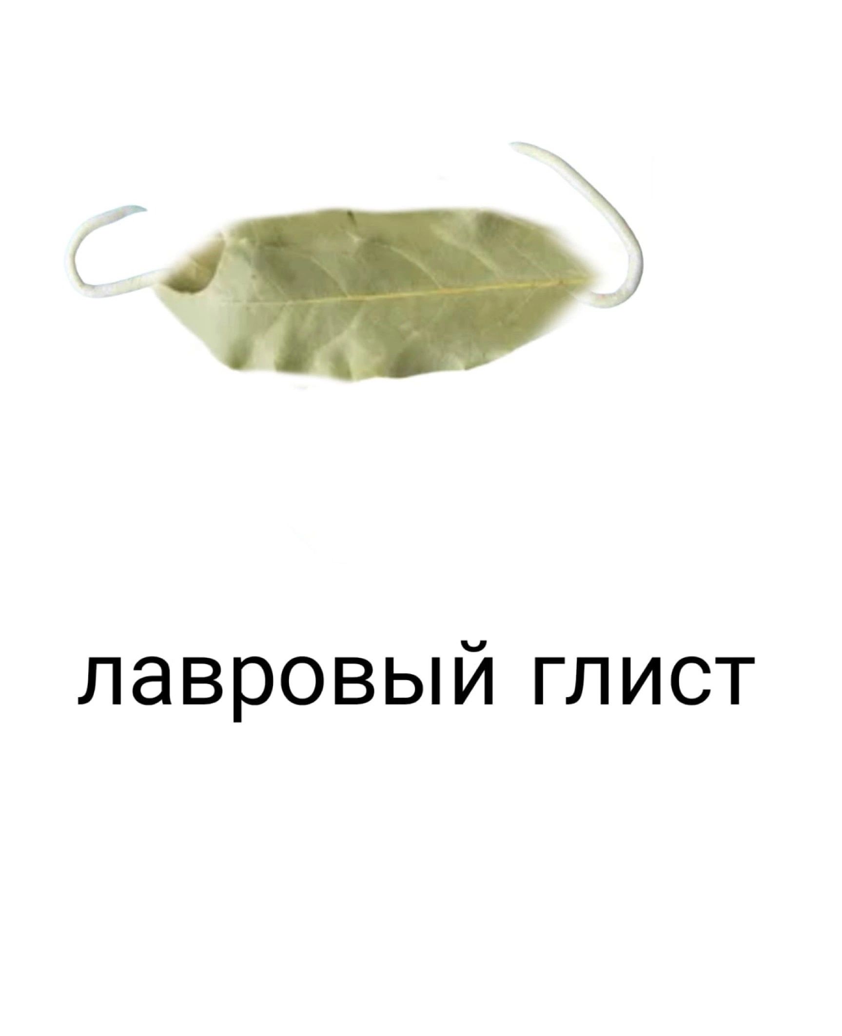 лавровый глист