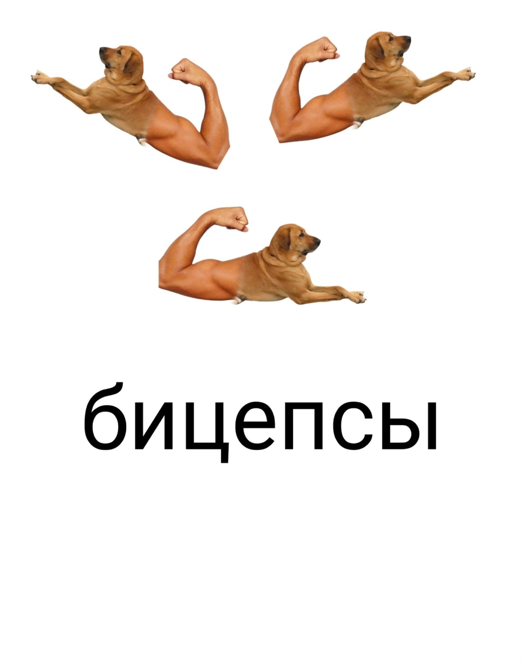 бицепсы