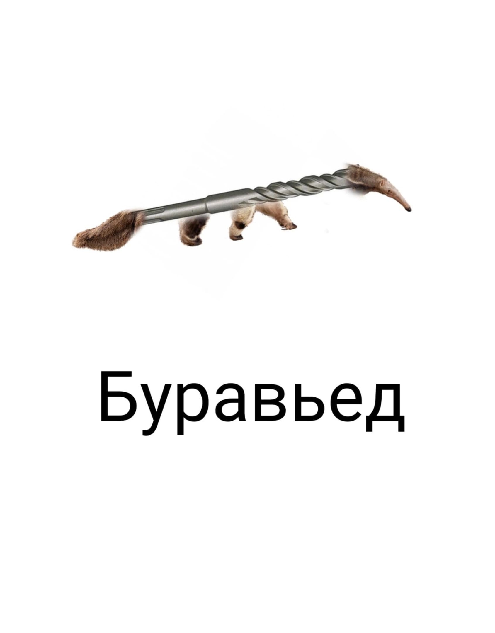 Буравьед